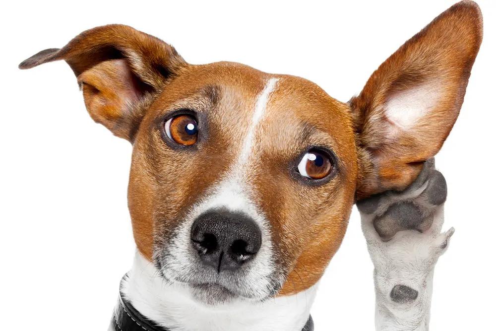 dog listening